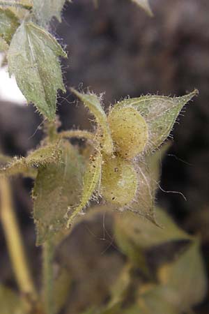 Veronica arguteserrata \ Spitzz�hniger Ehrenpreis / Sawtooth Speedwell, D  8.6.2013