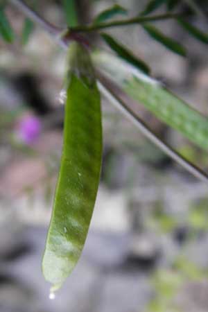 Vicia angustifolia \ Schmalbl�ttrige Futter-Wicke / Narrow-Leaved Vetch, D Mannheim 13.5.2015