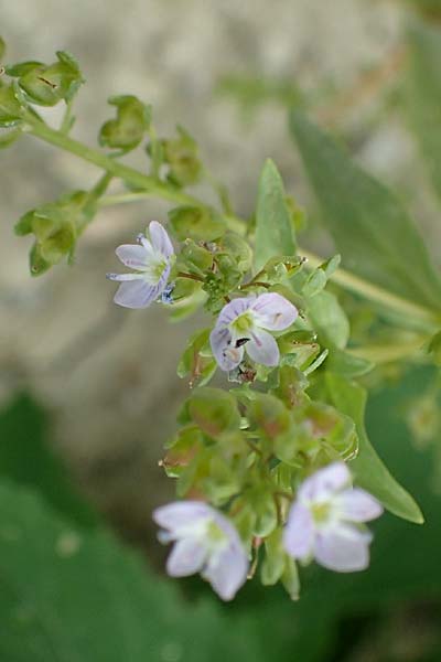 Veronica anagallis-aquatica \ Blauer Gauchheil-Ehrenpreis, Blauer Wasser-Ehrenpreis / Blue Water Speedwell, D Eching 25.7.2015