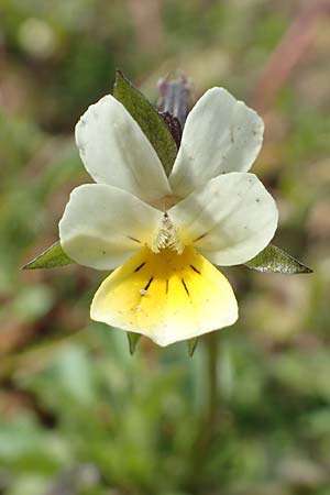 Viola arvensis, Field Pansy