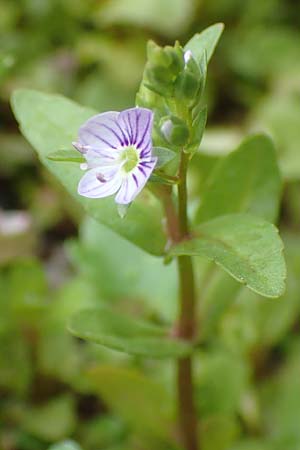Veronica anagallis-aquatica \ Blauer Gauchheil-Ehrenpreis, Blauer Wasser-Ehrenpreis / Blue Water Speedwell, D K&ouml;ln-Z&uuml;ndorf 23.5.2018