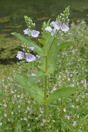 Veronica anagallis-aquatica \ Blauer Gauchheil-Ehrenpreis, Blauer Wasser-Ehrenpreis / Blue Water Speedwell, D K&ouml;ln-Z&uuml;ndorf 23.5.2018