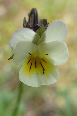 Viola arvensis, Field Pansy