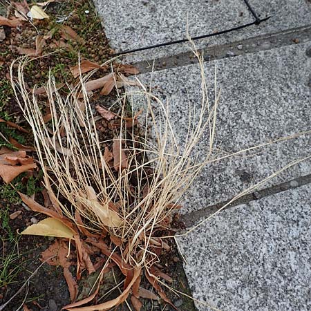 Festuca ambigua \ Atlantischer Federschwingel / Purple Fescue, D Mannheim 15.9.2019