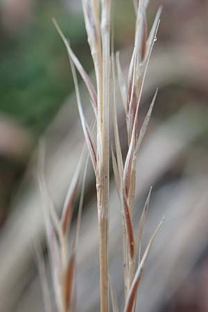 Festuca ambigua \ Atlantischer Federschwingel / Purple Fescue, D Mannheim 15.9.2019