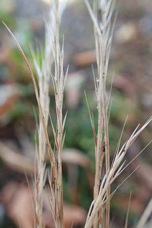 Festuca ambigua \ Atlantischer Federschwingel / Purple Fescue, D Mannheim 15.9.2019