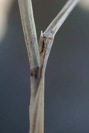Festuca ambigua \ Atlantischer Federschwingel / Purple Fescue, D Mannheim 15.9.2019