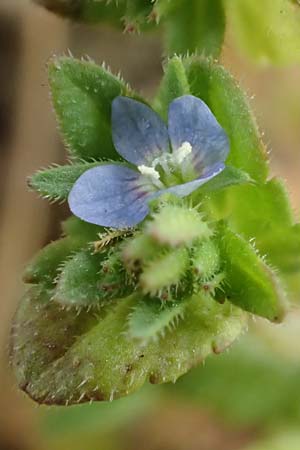 Veronica arvensis \ Feld-Ehrenpreis / Wall Speedwell, D Schwetzingen 3.4.2020