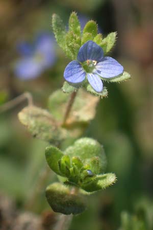 Veronica arvensis \ Feld-Ehrenpreis / Wall Speedwell, D Viernheim 17.4.2020