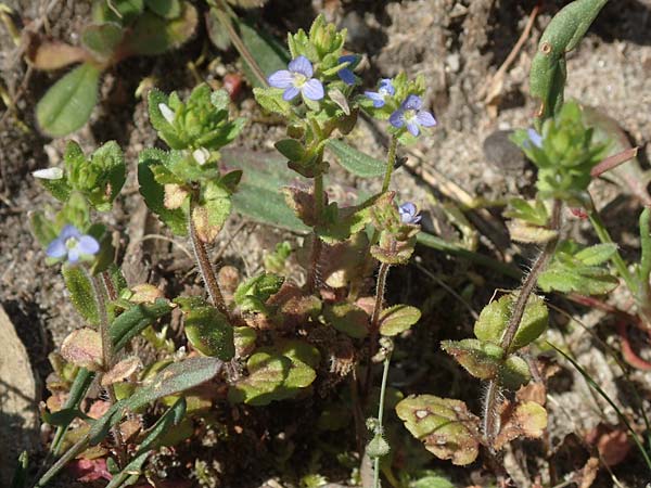 Veronica arvensis \ Feld-Ehrenpreis / Wall Speedwell, D Viernheim 17.4.2020