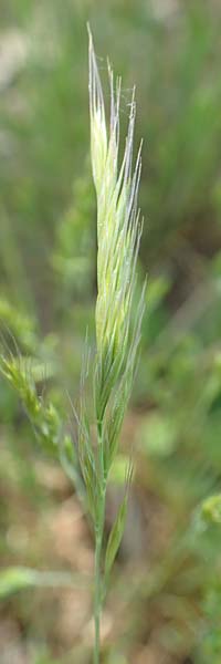 Festuca ambigua \ Atlantischer Federschwingel / Purple Fescue, D Hockenheim 16.5.2020
