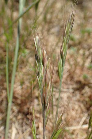 Festuca ambigua \ Atlantischer Federschwingel / Purple Fescue, D Hockenheim 16.5.2020