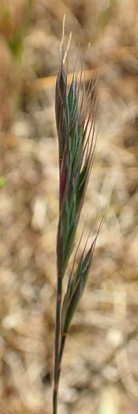 Festuca ambigua \ Atlantischer Federschwingel / Purple Fescue, D Hockenheim 16.5.2020