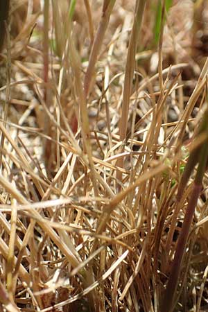 Festuca ambigua \ Atlantischer Federschwingel / Purple Fescue, D Hockenheim 16.5.2020