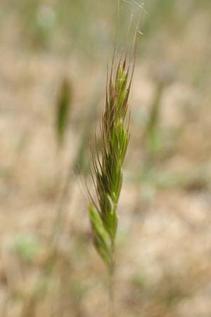 Festuca ambigua \ Atlantischer Federschwingel / Purple Fescue, D Hockenheim 16.5.2020