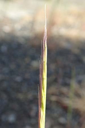Festuca ambigua \ Atlantischer Federschwingel / Purple Fescue, D Mannheim 1.6.2020