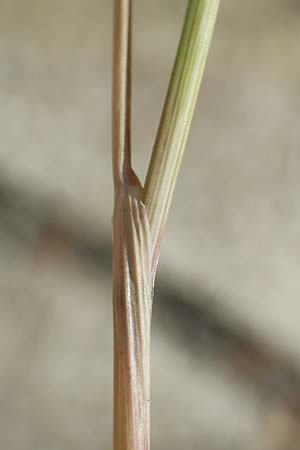 Festuca ambigua \ Atlantischer Federschwingel / Purple Fescue, D Mannheim 1.6.2020