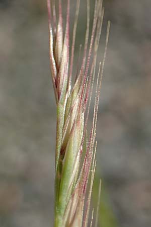 Festuca ambigua \ Atlantischer Federschwingel / Purple Fescue, D Mannheim 1.6.2020
