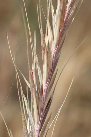 Festuca ambigua \ Atlantischer Federschwingel / Purple Fescue, D Hockenheim 3.6.2020