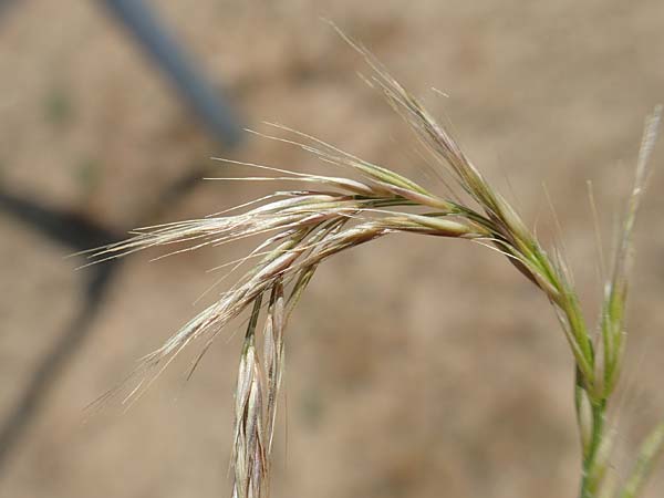 Festuca ambigua \ Atlantischer Federschwingel / Purple Fescue, D Hockenheim 3.6.2020