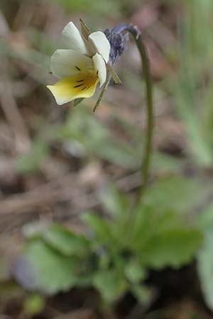 Viola arvensis, Field Pansy