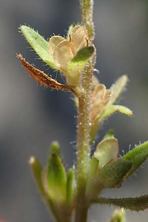 Veronica arvensis \ Feld-Ehrenpreis / Wall Speedwell, D Sasbach am Kaiserstuhl 1.6.2021