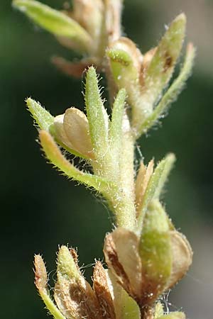 Veronica arvensis \ Feld-Ehrenpreis / Wall Speedwell, D Sasbach am Kaiserstuhl 1.6.2021
