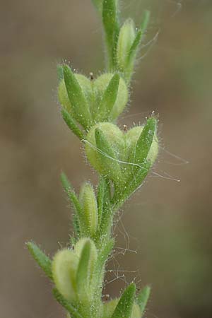 Veronica arvensis \ Feld-Ehrenpreis / Wall Speedwell, D Hockenheim 8.6.2021