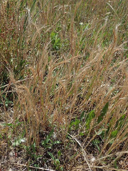 Festuca ambigua \ Atlantischer Federschwingel / Purple Fescue, D Hockenheim 17.6.2021