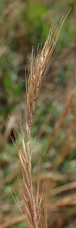 Festuca ambigua \ Atlantischer Federschwingel / Purple Fescue, D Hockenheim 17.6.2021
