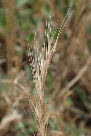 Festuca ambigua \ Atlantischer Federschwingel / Purple Fescue, D Hockenheim 17.6.2021