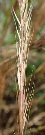 Festuca ambigua \ Atlantischer Federschwingel / Purple Fescue, D Hockenheim 17.6.2021