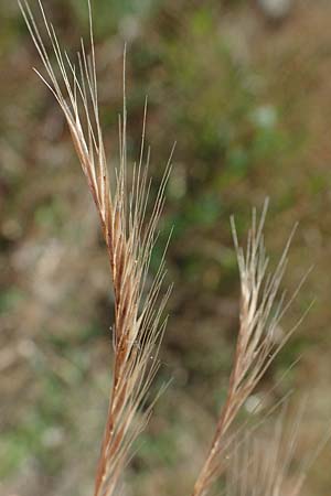 Festuca ambigua \ Atlantischer Federschwingel / Purple Fescue, D Hockenheim 17.6.2021