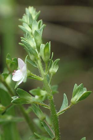 Veronica catenata \ Blasser Gauchheil-Ehrenpreis, Roter Wasser-Ehrenpreis / Pink Water Speedwell, D Deggendorf 3.7.2023
