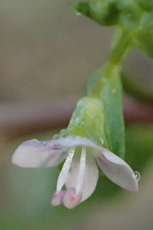 Veronica anagallis-aquatica \ Blauer Gauchheil-Ehrenpreis, Blauer Wasser-Ehrenpreis / Blue Water Speedwell, D Altrip 16.10.2023