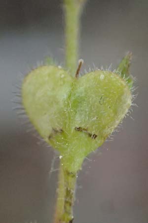 Veronica arvensis \ Feld-Ehrenpreis / Wall Speedwell, D Eisenberg 1.5.2024