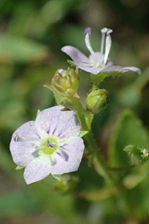Veronica anagallis-aquatica \ Blauer Gauchheil-Ehrenpreis, Blauer Wasser-Ehrenpreis / Blue Water Speedwell, D Mannheim 29.8.2024