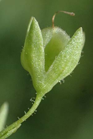 Veronica anagallis-aquatica \ Blauer Gauchheil-Ehrenpreis, Blauer Wasser-Ehrenpreis / Blue Water Speedwell, D Mannheim 29.8.2024