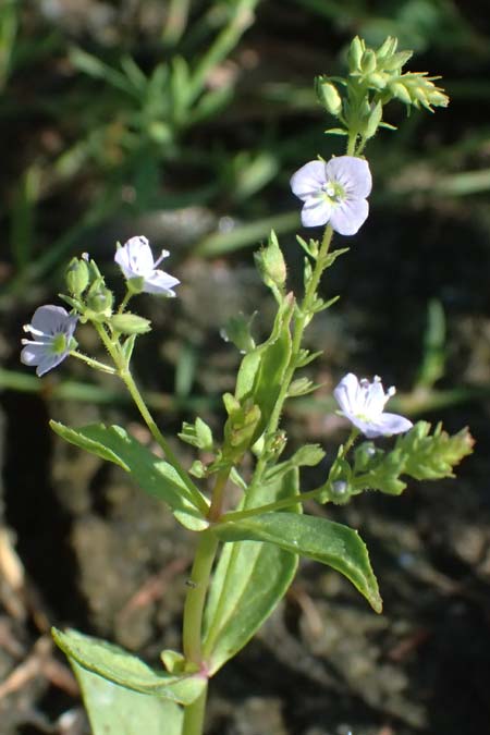 Veronica anagallis-aquatica \ Blauer Gauchheil-Ehrenpreis, Blauer Wasser-Ehrenpreis / Blue Water Speedwell, D Mannheim 29.8.2024