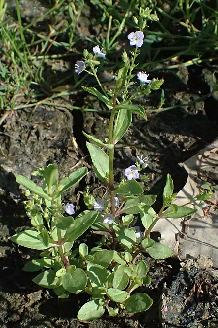 Veronica anagallis-aquatica \ Blauer Gauchheil-Ehrenpreis, Blauer Wasser-Ehrenpreis / Blue Water Speedwell, D Mannheim 29.8.2024