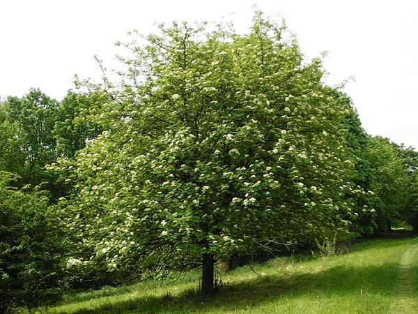 Sorbus aucuparia \ Vogelbeere, Eberesche / Rowan, D Herborn 16.5.2015