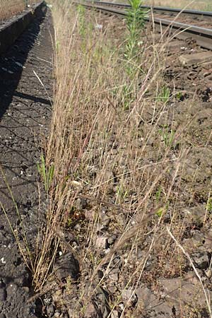 Festuca bromoides \ Trespen-FederschwingelSchwingel / Brome Fescue, D Kehl 18.6.2019
