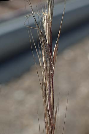 Festuca bromoides \ Trespen-FederschwingelSchwingel / Brome Fescue, D Kehl 18.6.2019