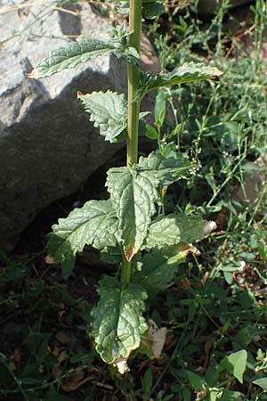 Verbascum blattaria \ Schabenkraut-K�nigskerze, Schaben-K�nigskerze / Moth Mullein, D Mannheim,  Friesenheimer Insel 24.8.2022