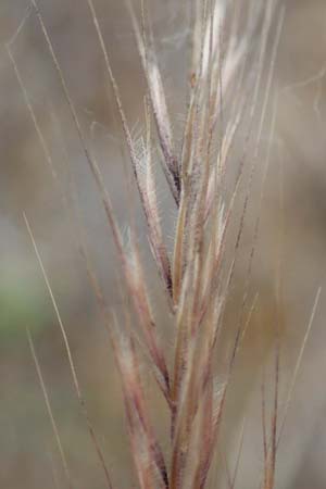 Festuca danthonii \ Bewimperter Federschwingel, Behaarter Federschwingel / Bearded Fescue, D Kehl 22.5.2020