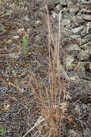 Festuca danthonii \ Bewimperter Federschwingel, Behaarter Federschwingel / Bearded Fescue, D Kehl 22.5.2020