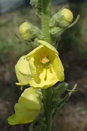 Verbascum densiflorum, Canadian Fleabane