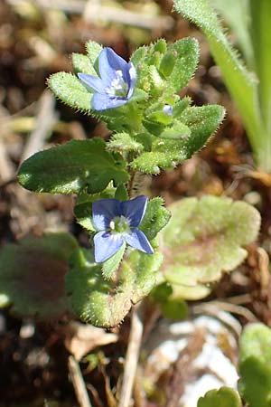Veronica arvensis \ Feld-Ehrenpreis / Wall Speedwell, D Seeheim an der Bergstra&szlig;e 16.4.2018
