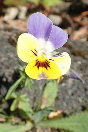 Viola wittrockiana, Garten-Stiefm&uuml;tterchen