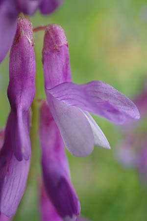 Vicia cracca \ Vogel-Wicke / Tufted Vetch, D K&ouml;nigheim 29.5.2019